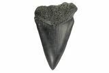 Fossil Broad-Toothed Mako Tooth - South Carolina #171190-1